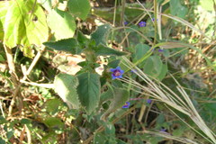 Hemigraphis latebrosa